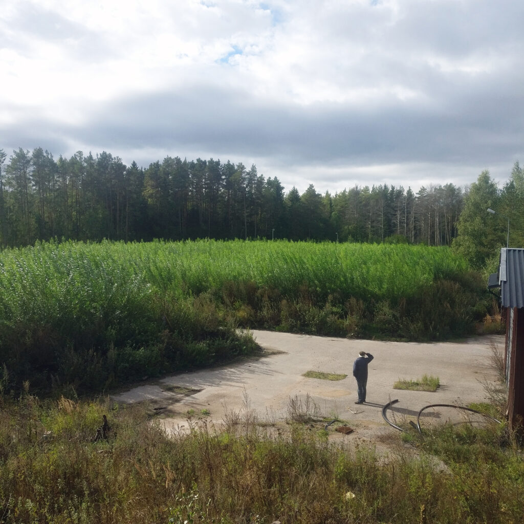 Översikt över salixplanteringen. I förgrunden en man som spanar ut över skogen.