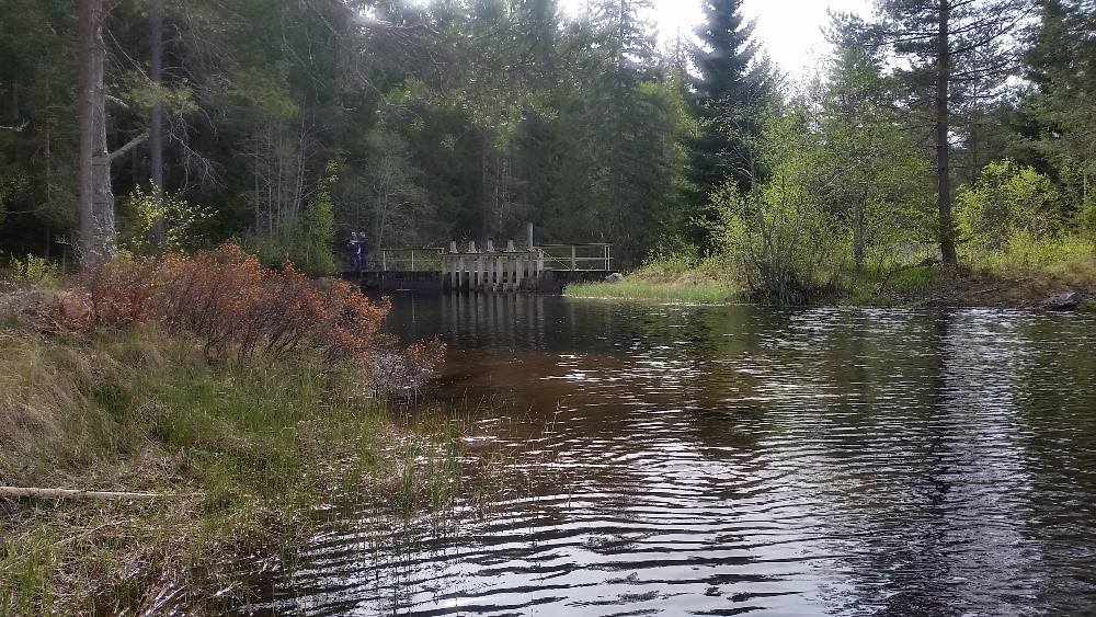 Damm med vattenspegel i skogslandskap