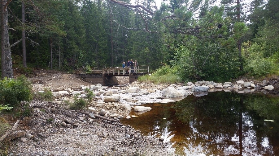 Skogsmiljö med ett forsande vattendrag