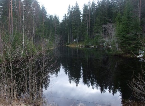 Damm med vattenspegel i skogslandskap