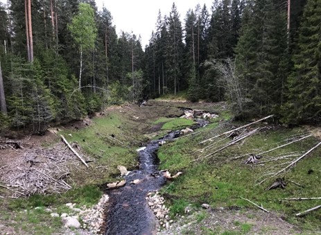 Smal bäckfåra genom skogslandskap