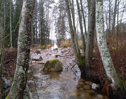 Forsande vatten genom skogslandskap