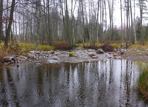 Vattenspegel som övergår i fors i skogslandskap