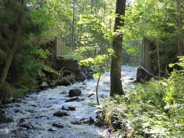 Vattendrag som forsar fritt i skogslandskap
