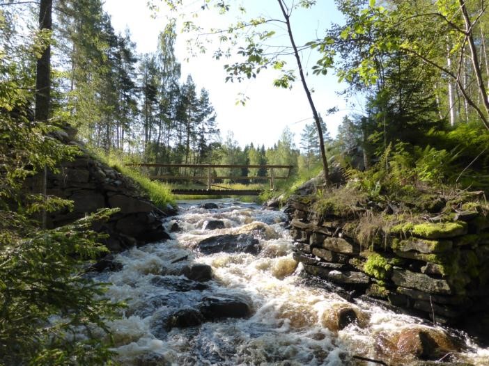 Fritt forsande vattendrag i skogslandskap