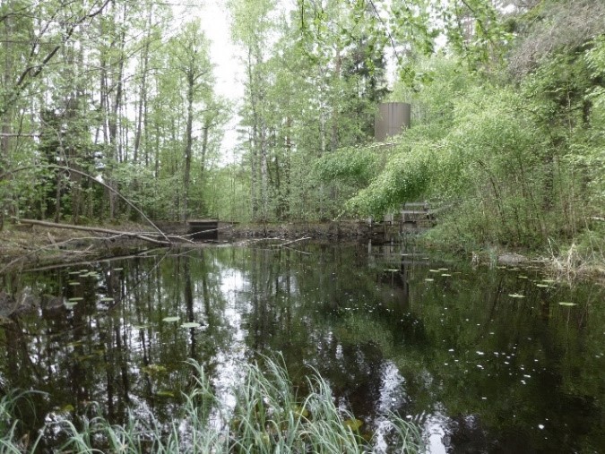 Damm med vattenspegel i skogslandskap