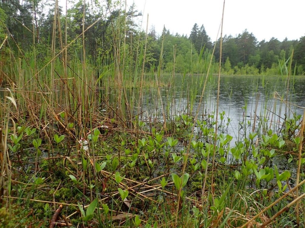 Grönska runt sjö i skogsmiljö