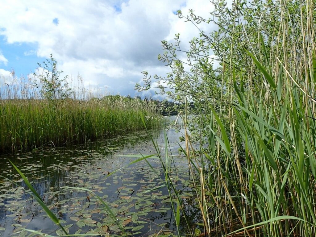 Vattendrag med grönska längst kanterna