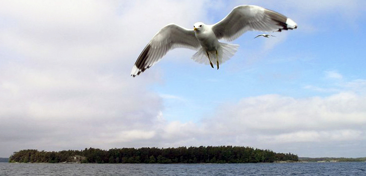 En stor fågel som breder ut sina vingar över vattnet mot en blå himmel.