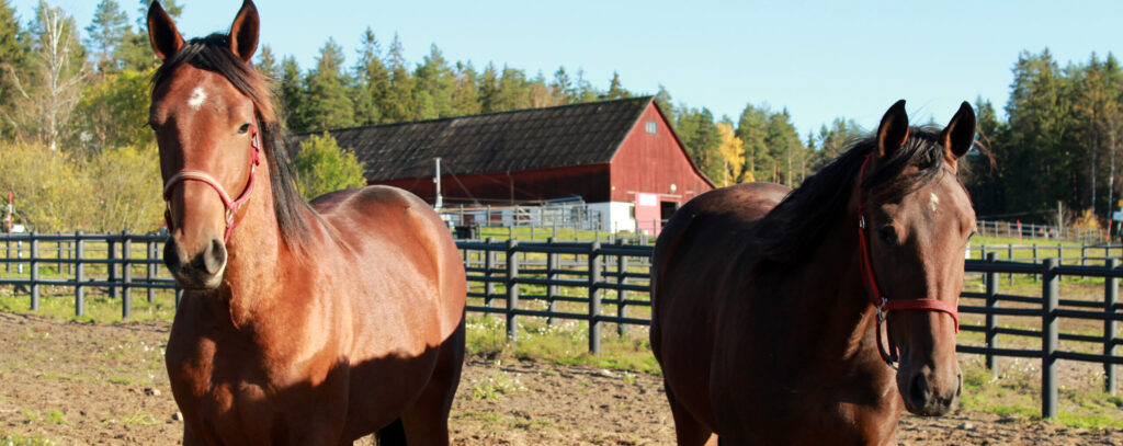 Två bruna hästar i hage, med en lada i bakgrunden.