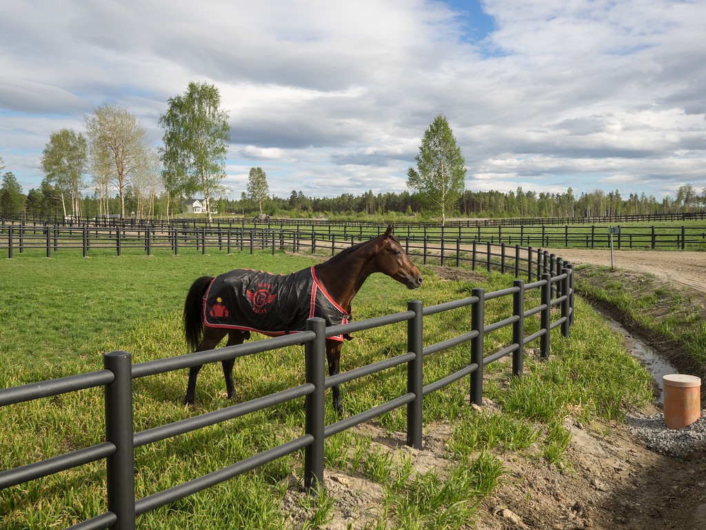 En mörkbrun häst med rött och svart täcke står i en hage med ett svart staket.