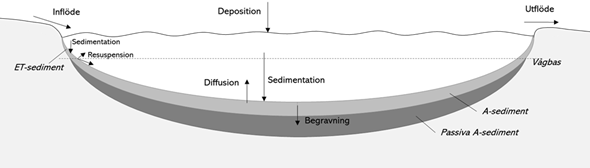 Figuren visar en sjö i genomskärning av en sjö med de viktigaste fosforflöden.