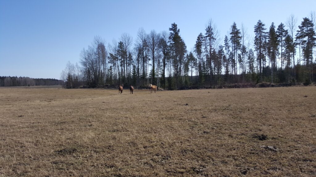 Flera hästar syns på håll i en hage.