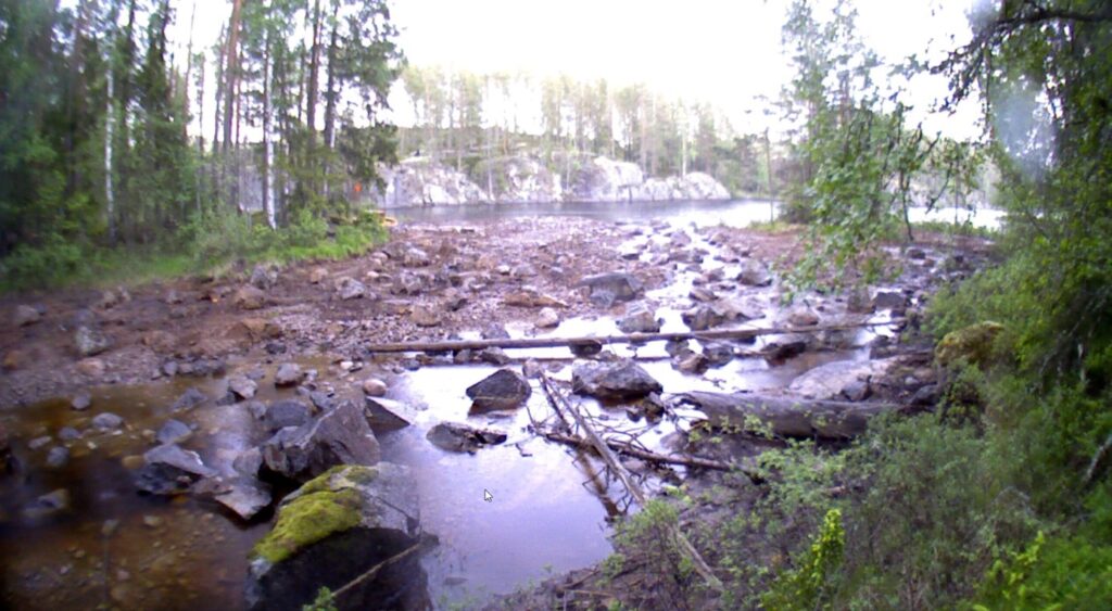 Damm i skogsmiljö med mindre vatten och synligt grus och stenar.