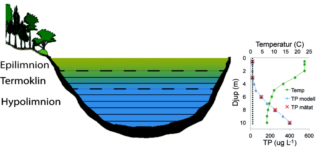 Figuren visar en en schematisk ritning av en skiktad, dimiktisk sjö under högsammaren med profildata för temperatur och fosforhalt. Temperaturen är hög i ytvattnet (epilimnion) men minskar sen med djup i djupintervallet 2 till 6 meter (termoklinen). Vattentemperaturen i hypolimnion under termoklinen är låg och mer konstant mer djup. Fosforhalterna i vattnet under termoklinen ökar kraftig med djup från 20 till mer än 400 microgram fosfor per liter nära botten.