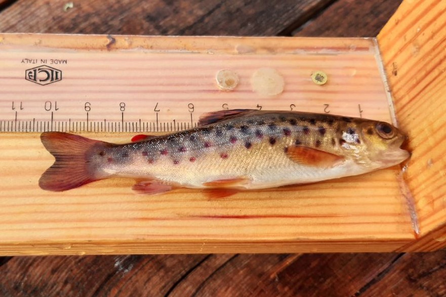 En fisk som ligger mot en linjal. Linjalen visar att fisken är cirka 10 centimeter lång.