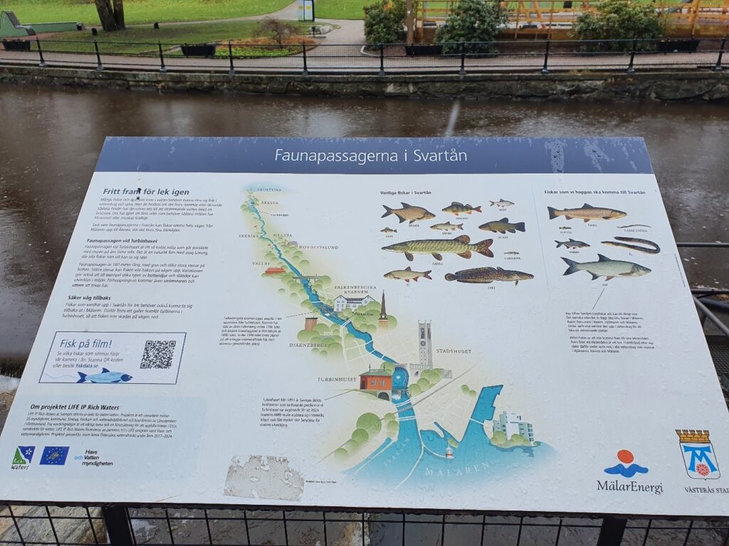 En skylt med texten Faunapassagerna i Svartån med en karta över ån och små illustrerade fiskar.