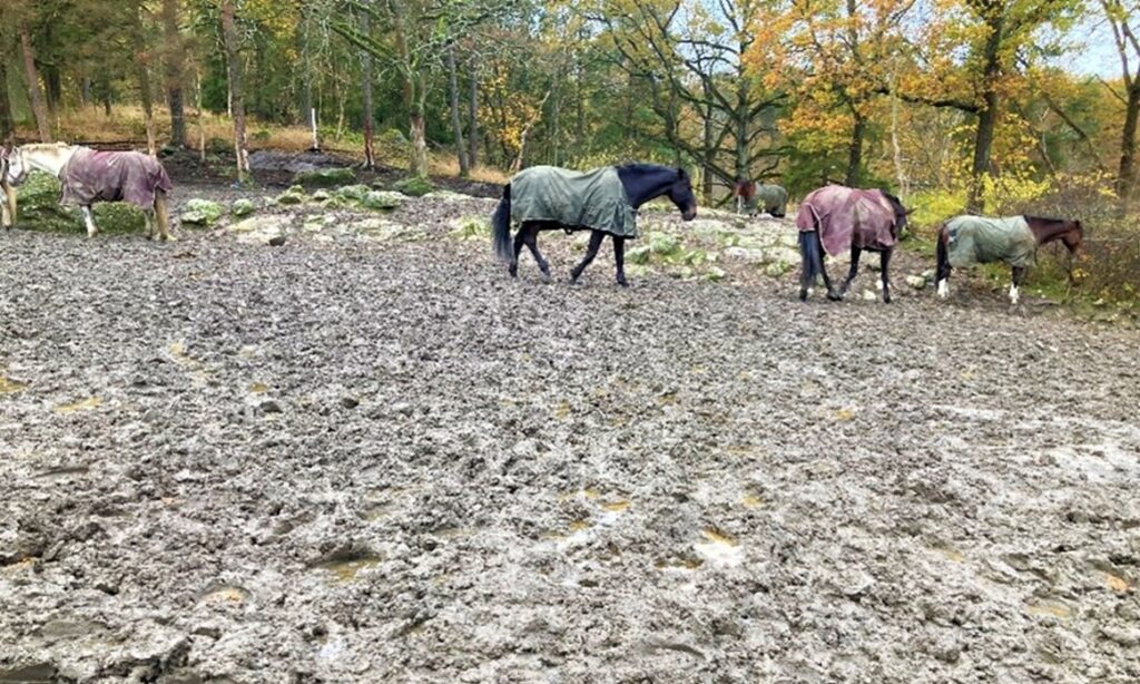 Bilden visar fyra hästar i en lerig, upptrampad hage.
