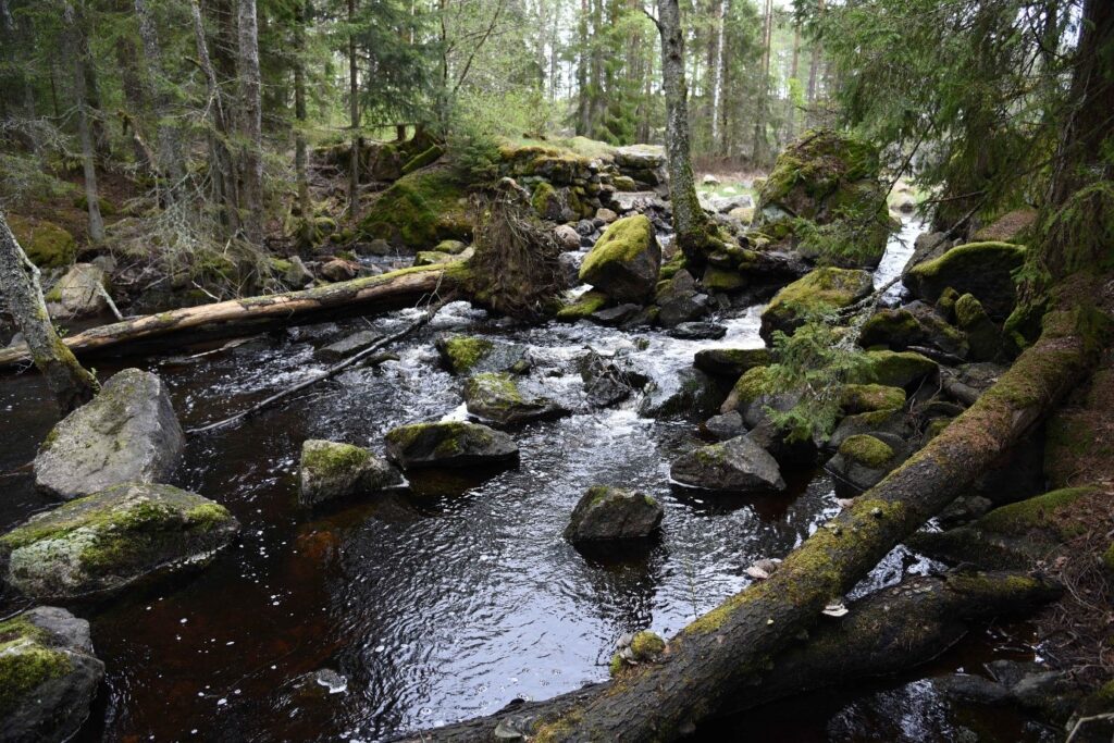 Forsande vattendrag med stora stenblock och nedfallna träd.