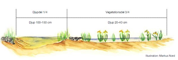 En illustration över en damm med växtlighet och olika djup.