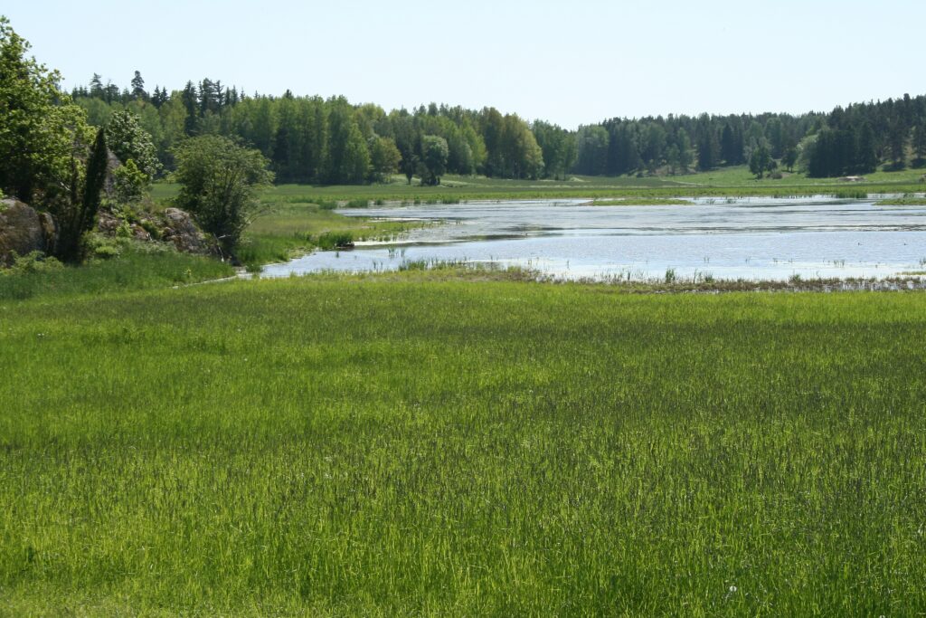 En vattenspegel i grönskande miljö