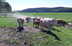 Kor som rör sig framåt i grön hage.