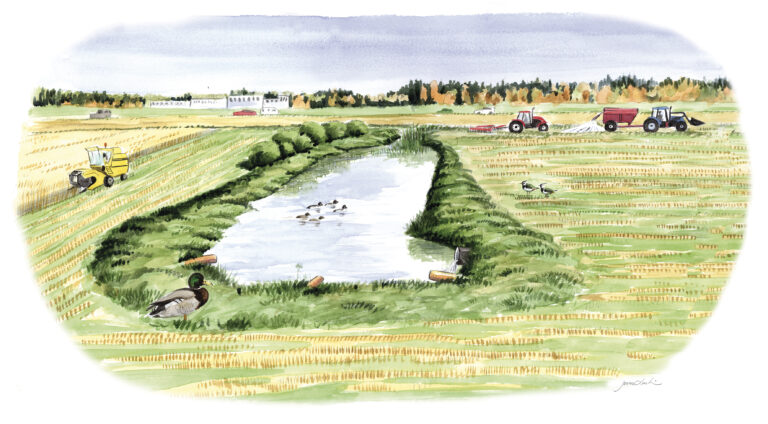 En illustration över en damm där flera änder simmar runt. Kring dammen finns gröna växter. Runt dammen är det åkrar där flera jordbruksmaskiner arbetar. I bakgrunden syns skog i höstfärger, en vit byggnad och tre bilar.