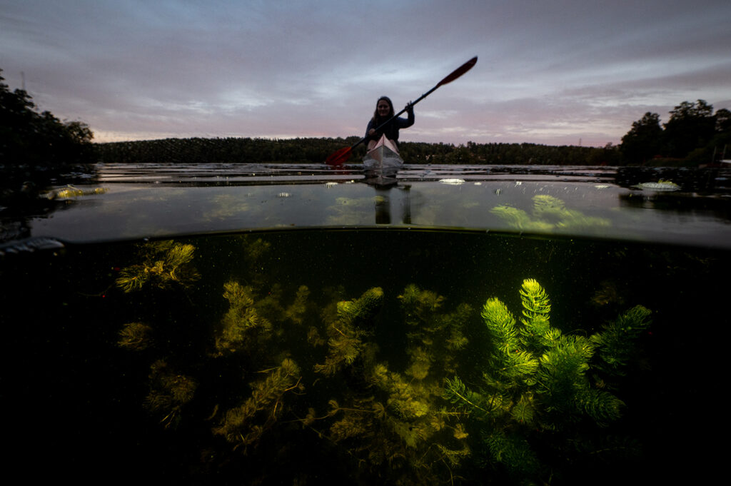 En sjö i genomskärning. Under vattenytan syns gröna och bruna växter. Ovanför vattenytan kommer en kvinna paddlande i en kanot. Det börjar skymma. Himlen är svagt rosafärgad och vattnet är mörkt och lugnt.