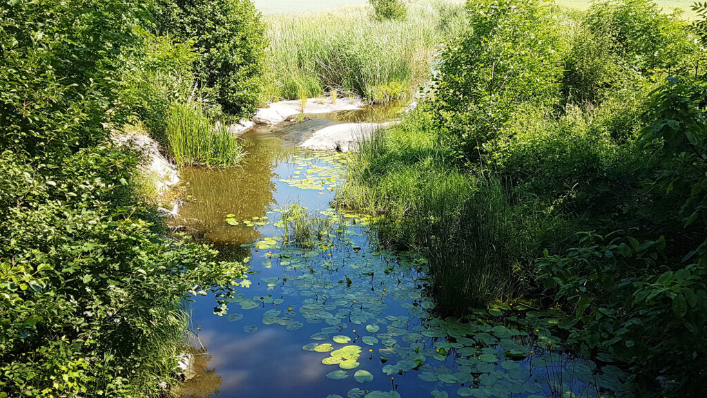 En bäck i sommarlandskap. I vattnet syns gula näckrosor och vattnet kantas av grönskande växtlighet.