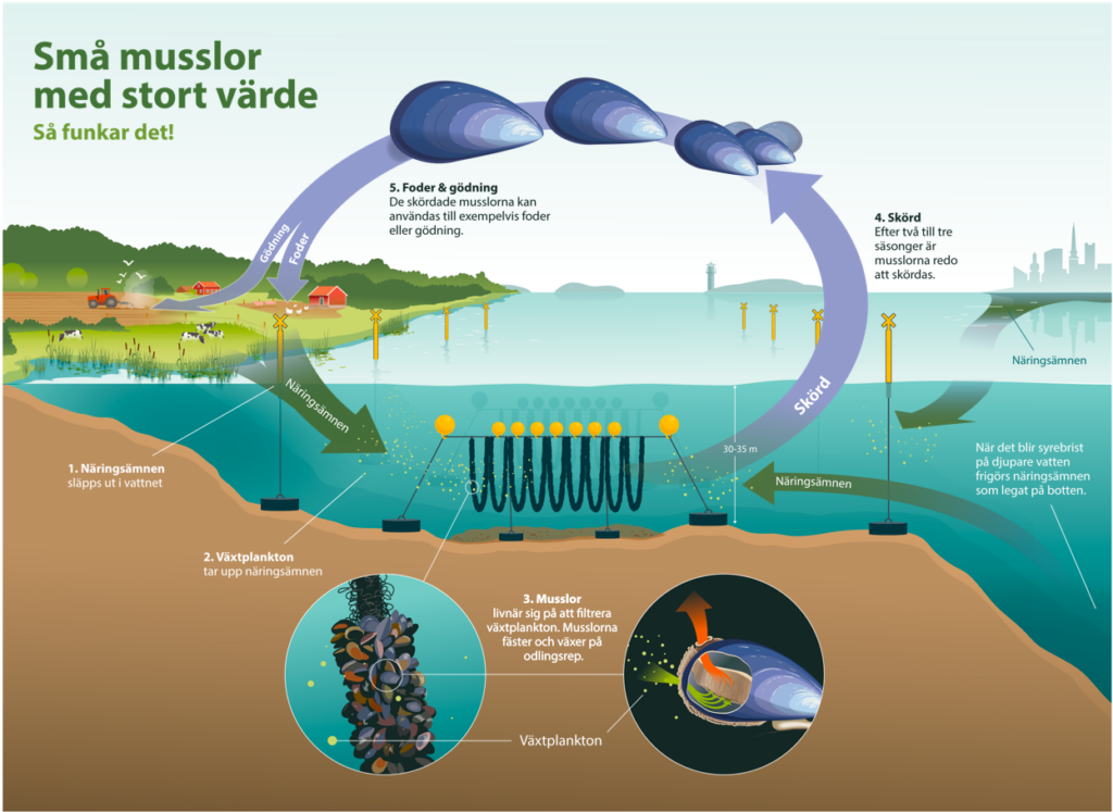 En illustration som visar hur kretsloppet med musselodling i skärgården fungerar.