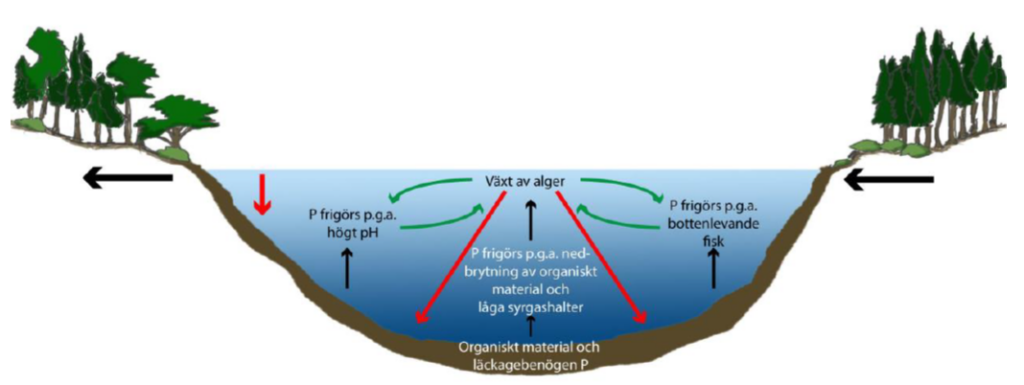 Tvärsnittsdiagram av en sjö som med färgade liner visar fosforflödena i sjön.