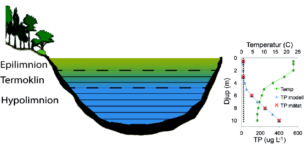 Figuren visar en en schematisk ritning av en skiktad, dimiktisk sjö under högsammaren med profildata för temperatur och fosforhalt. Temperaturen är hög i ytvattnet (epilimnion) men minskar sen med djup i djupintervallet 2 till 6 meter (termoklinen). Vattentemperaturen i hypolimnion under termoklinen är låg och mer konstant mer djup. Fosforhalterna i vattnett under termoklinen ökar kraftig med djup från 20 till mer än 400 microgram fosfor per liter nära botten.