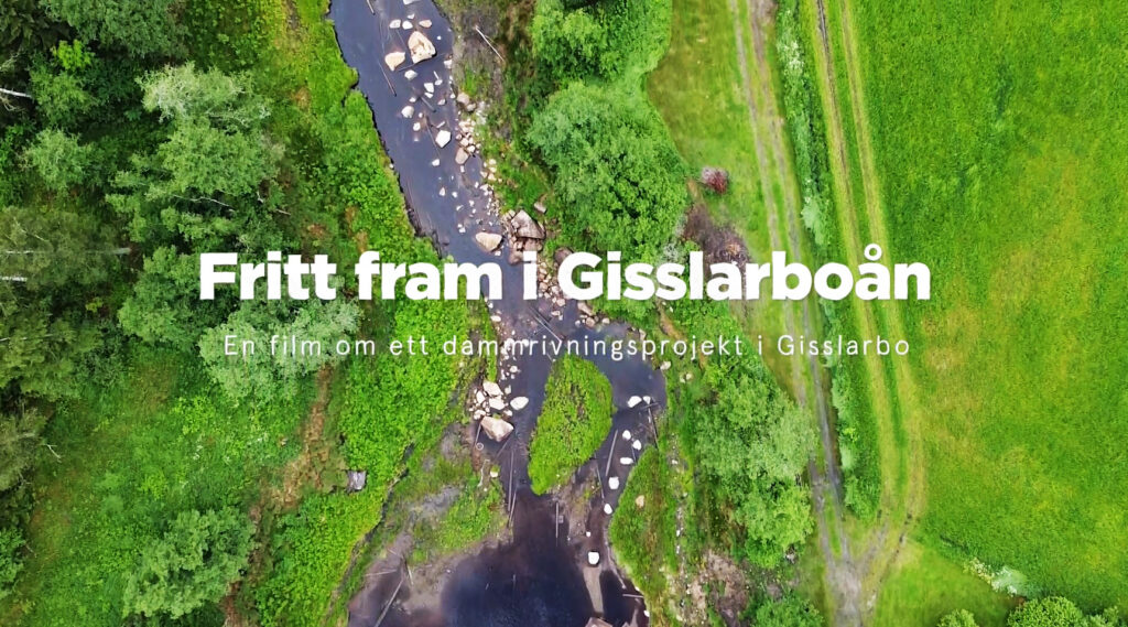Flygbild över en å, omgiven av grönska. I vattnet ligger stora stenblock. Text i bild: Fritt fram i Gisslarboån, En film om ett dammrivningsprojekt i Gisslarbo.