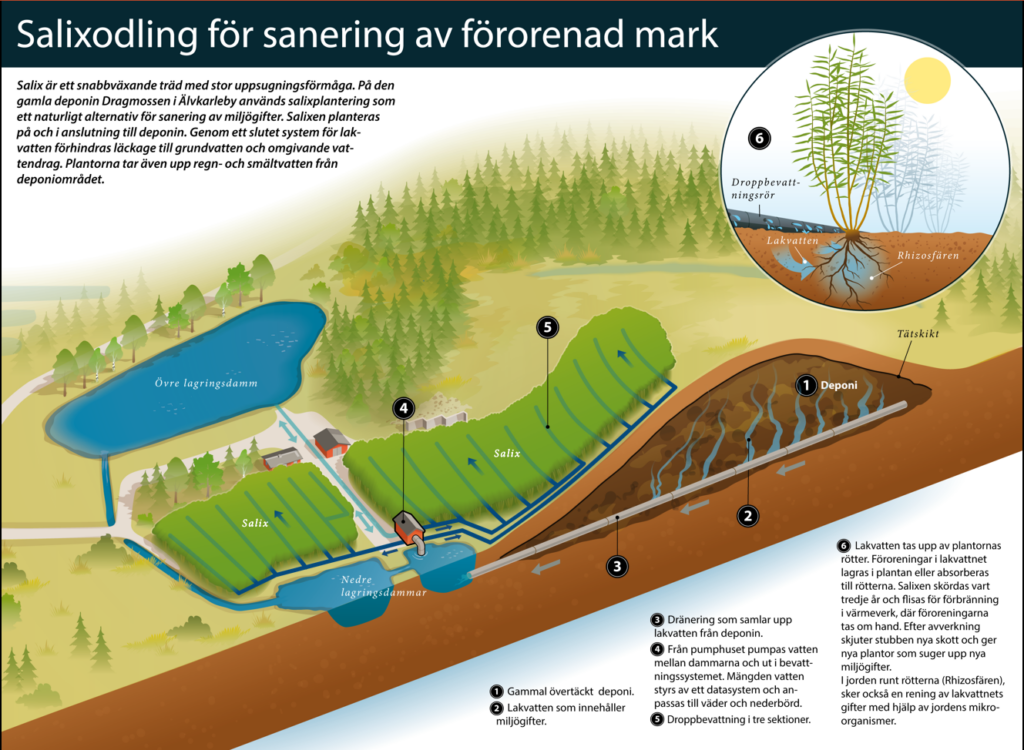 En illustration som visar hur odling av salix fungerar som metod mot miljögifter.