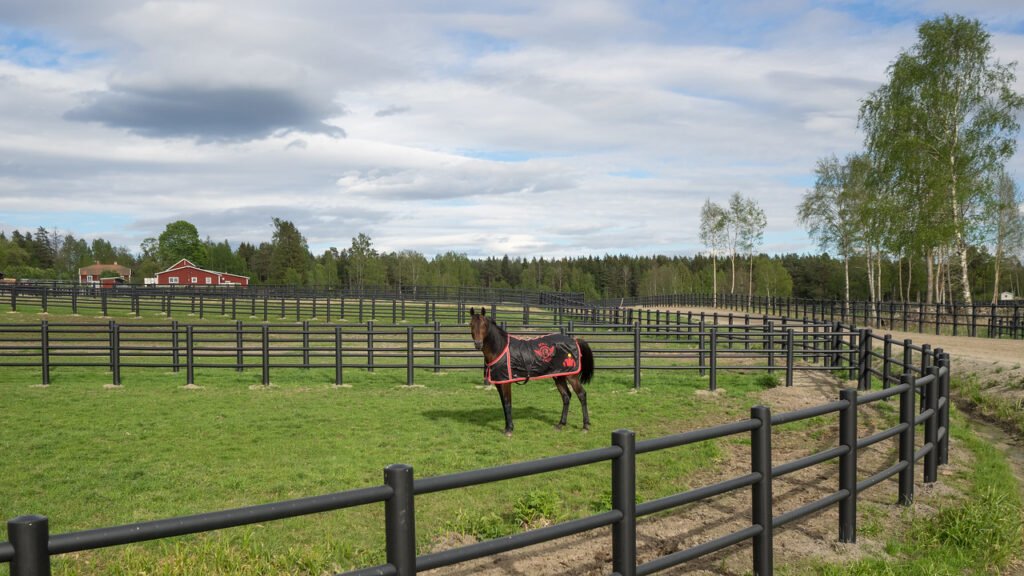 En mörkbrun häst med svart och rött täcke som står i en hage med svart staket.