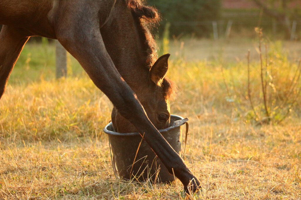 En brun häst som äter ur en brun hink.
