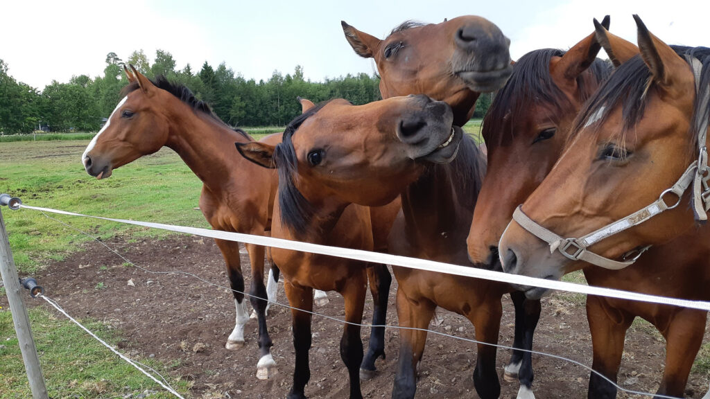 Fem mörkbruna hästar vid ett staket, i närbild.