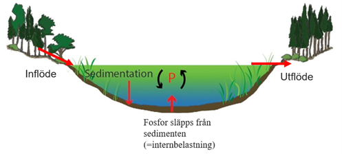 En illustration av en sjö i genomskärning. Den visar en pil från land till vattnet och texten Inflöde, uppåtgående och nedåtgående pilar med texten Sedimentation, fosfor släpps från sedimenten och en pil från vatten till land och texten Utflöde.