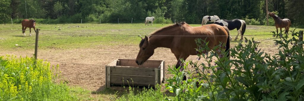 Hästar i en hage med grönska. I förgrunden en brun häst som äter ur en foderlåda.