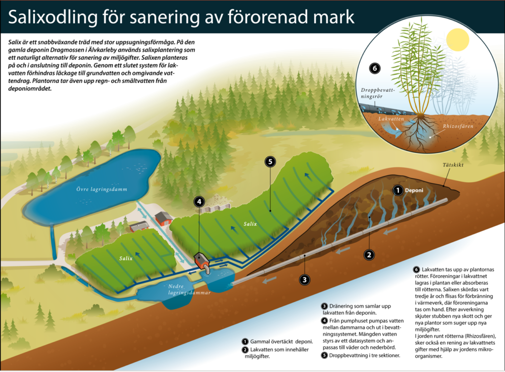 En illustration över hur en salixodling fungerar.