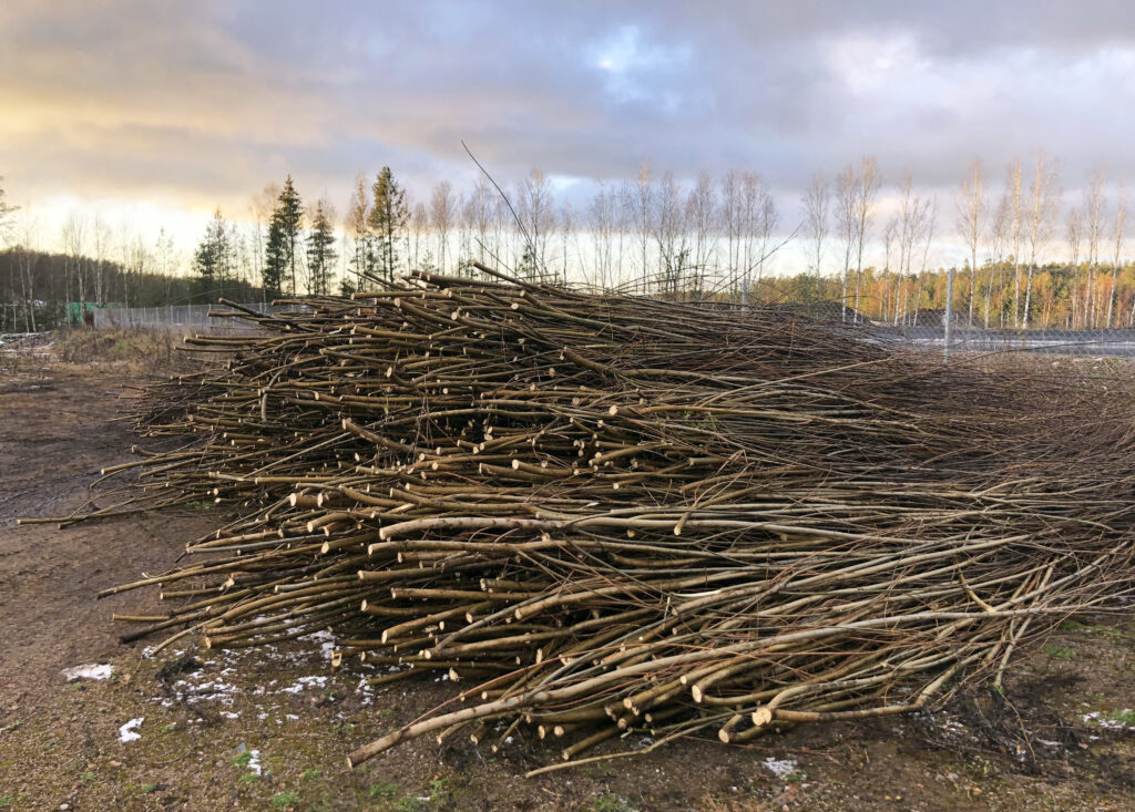 En stor hög av avverkade salixgrenar.