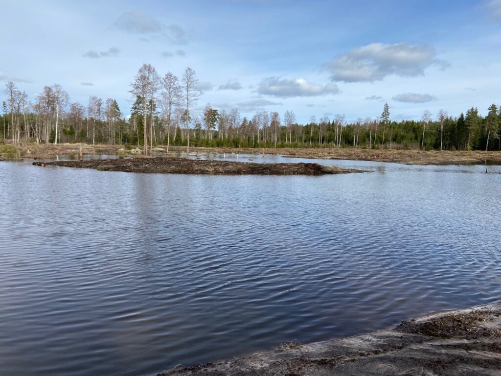 vattenspegel i skogslandskap en solig dag