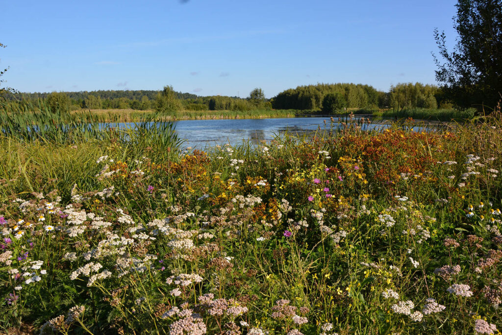 Blommande landskap med vattendamm i bakgrunden