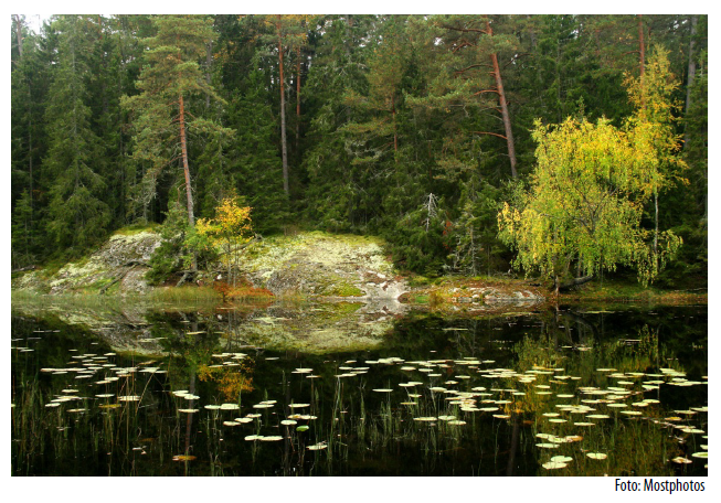 Skogssjö med näckrosor