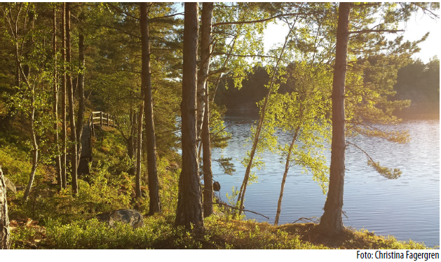 Skogsjö