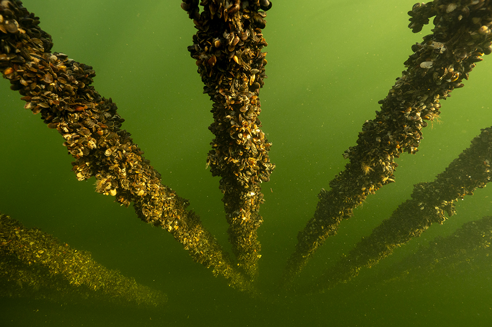 Musslor som växer på linor under vattnet.